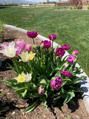 10 Double Late Mixture Tulip Bulbs - Tulipa Double Late